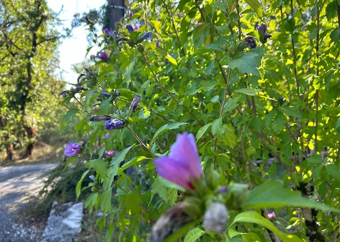 Le Domaine De La Claire Fontaine -chambres D'hotes Montvalent