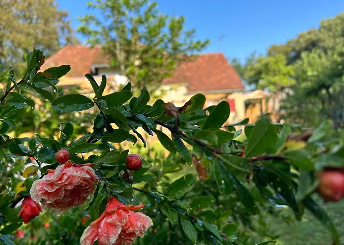 Le Domaine De La Claire Fontaine -chambres D'hotes Bed & Breakfast Montvalent